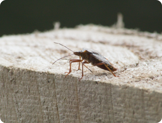 Cockroach On A Piece Of Wood